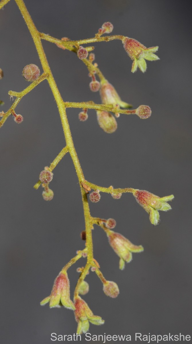 Sterculia urens Roxb.